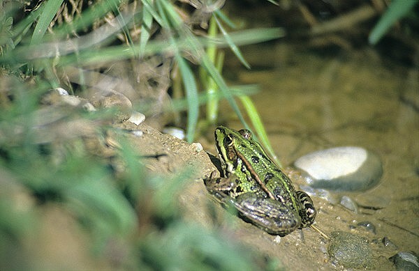 Teichfrosch